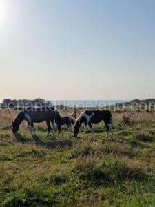 Chalet Vue Mer, terrasse, nature, poney à disposition à Dieppe